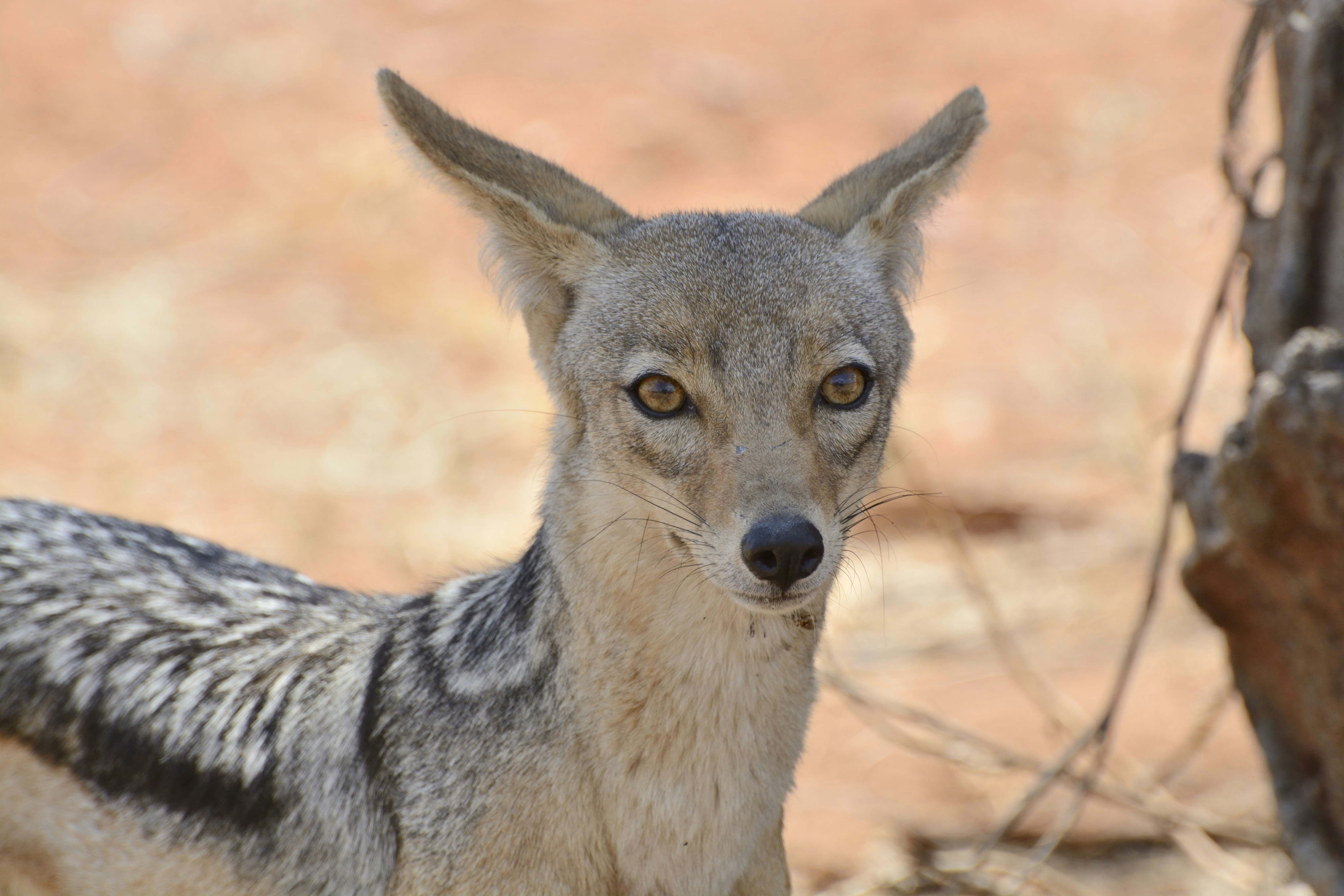shallow focus photography of grey animal, An attentive Jackal hunting in Ruaha national park in Tanzania.