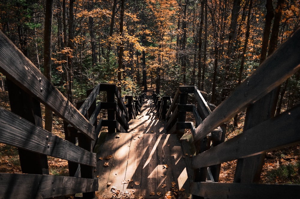 landscape photography of trees