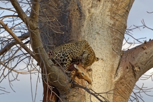 leopard eating deer on tree