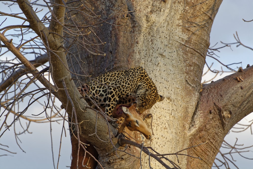 leopardo comiendo ciervo en el árbol