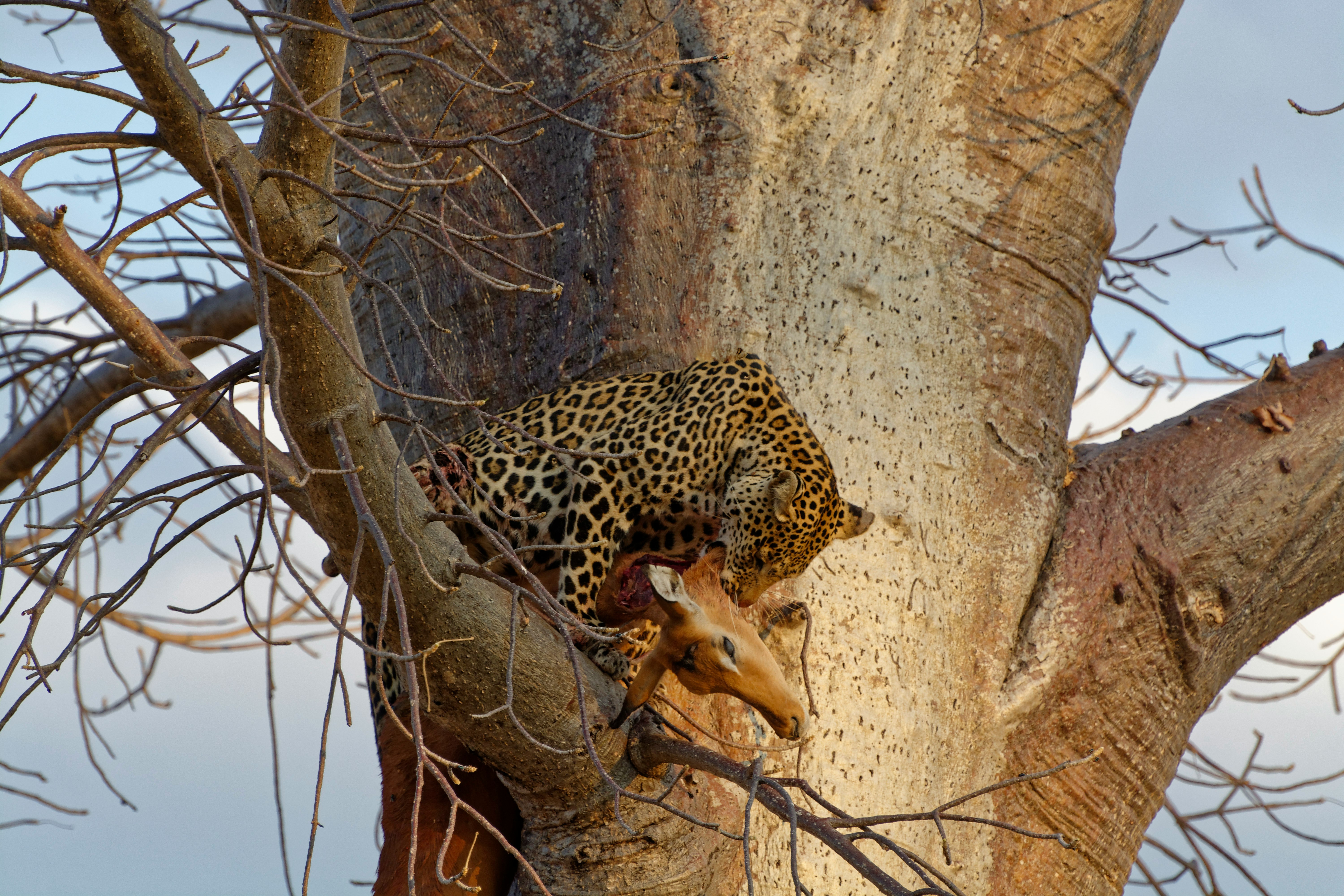 leopard eating deer on tree