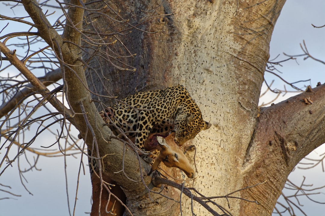 7 Hidden Gems in Southern Tanzania's Ruaha National Park - A Safari… — 7 Hidden Gems in Southern Tanzania's
