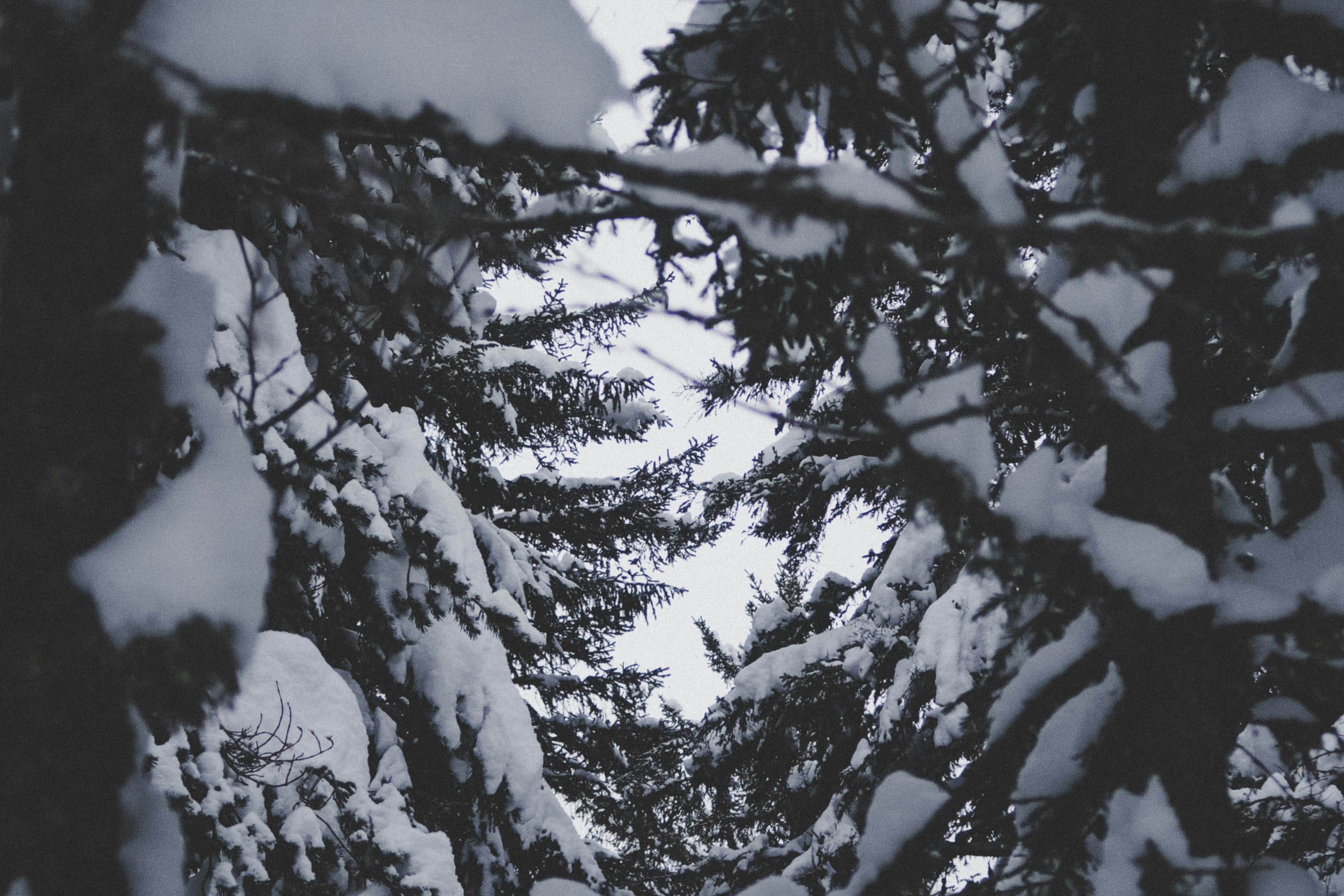 trees covered in snow