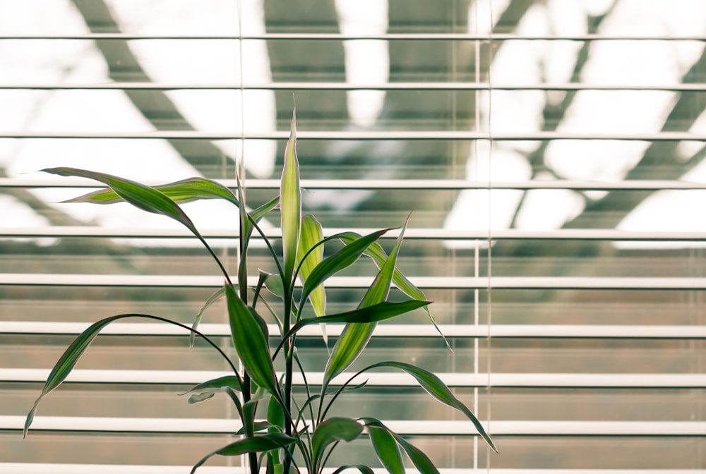 green leafed plant beside window blinds