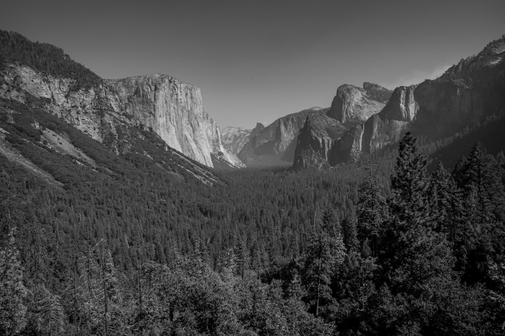 grayscale photography of mountain surrounded by trees