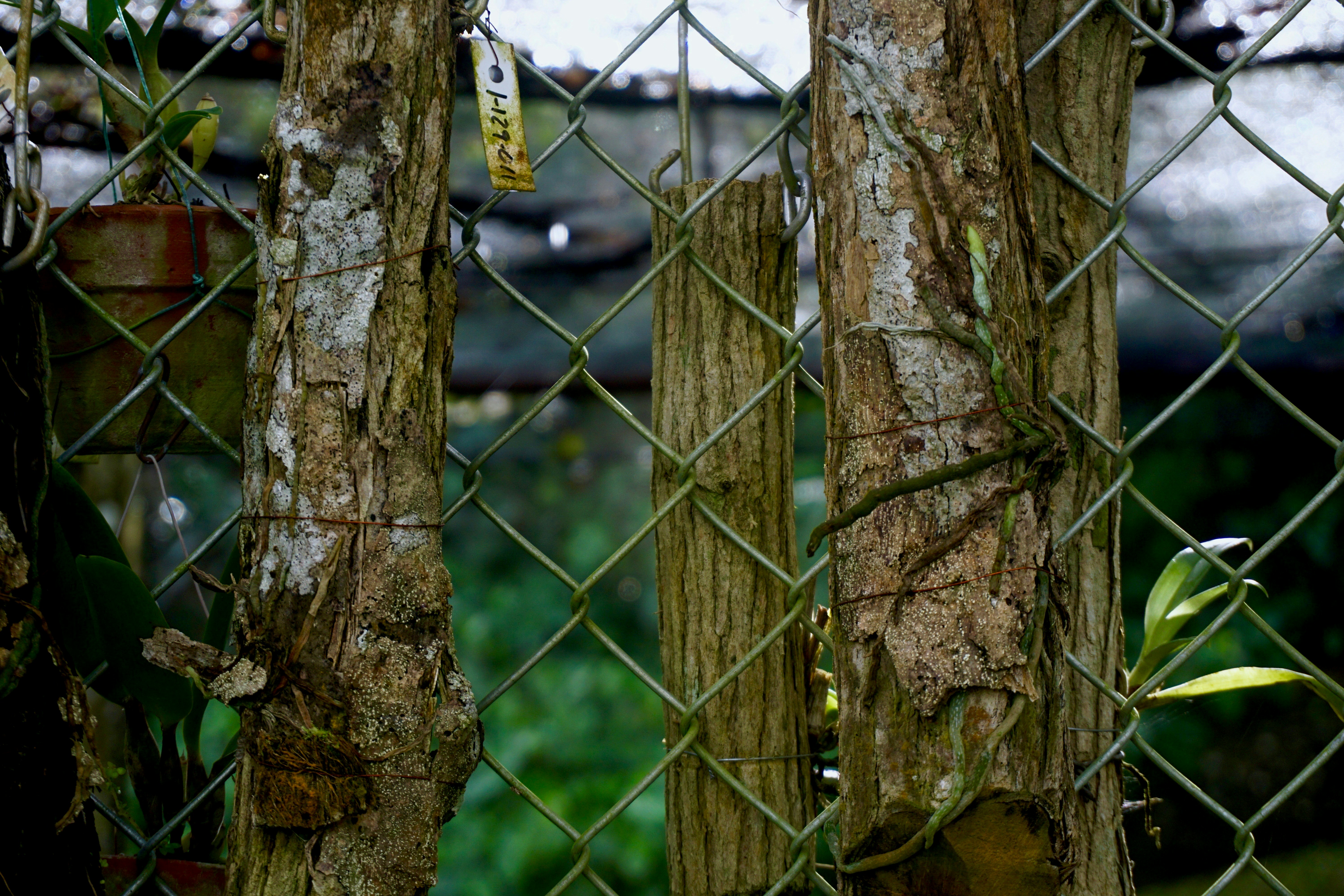 狂蟒之灾2寻找血兰，狂蟒之灾2寻找血兰花