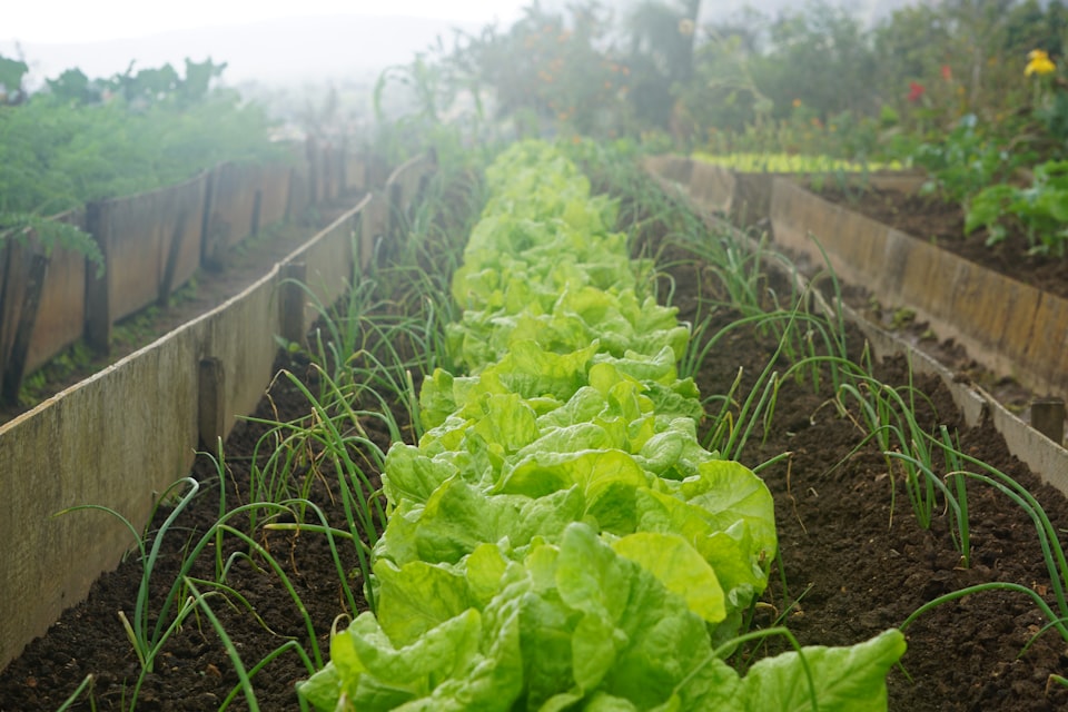 Rows of lettuces and chives growing in an allotment garden