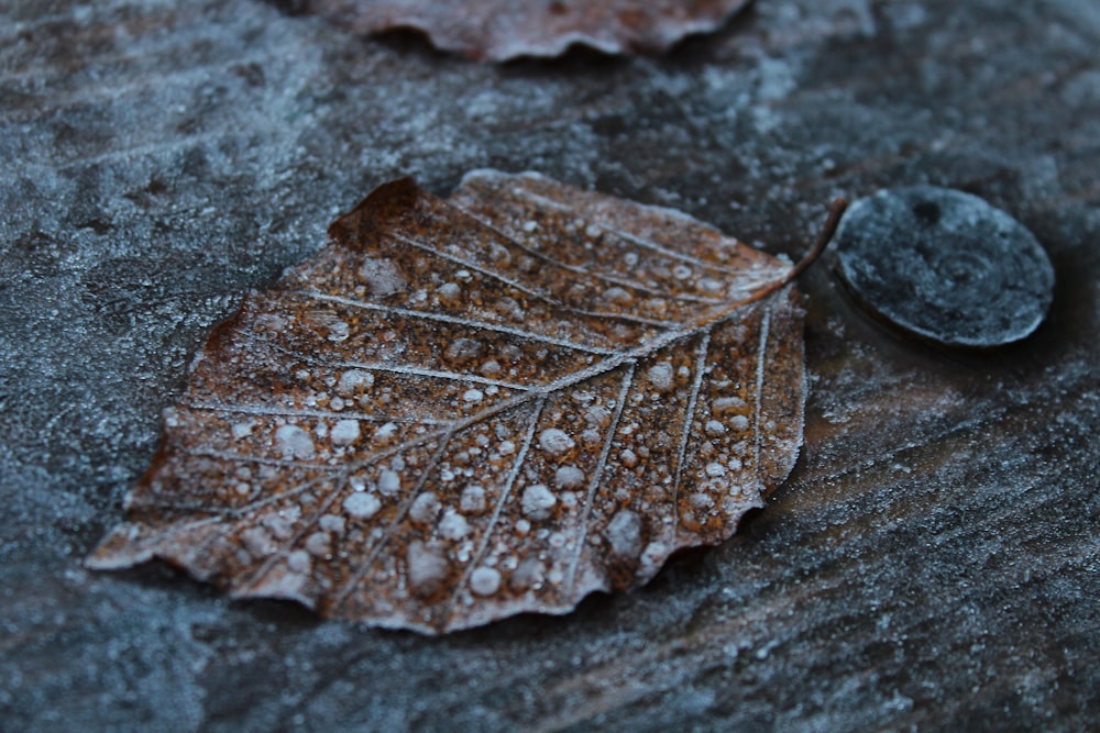 brown leaf on brown surface