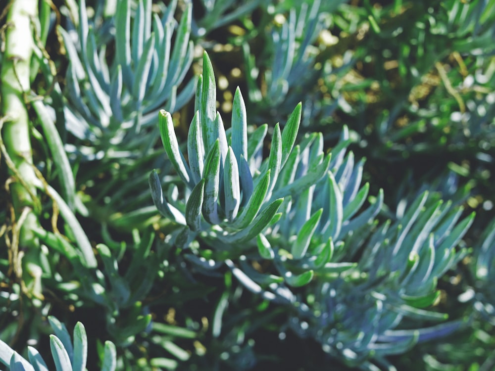 shallow focus photography of green leafed tree