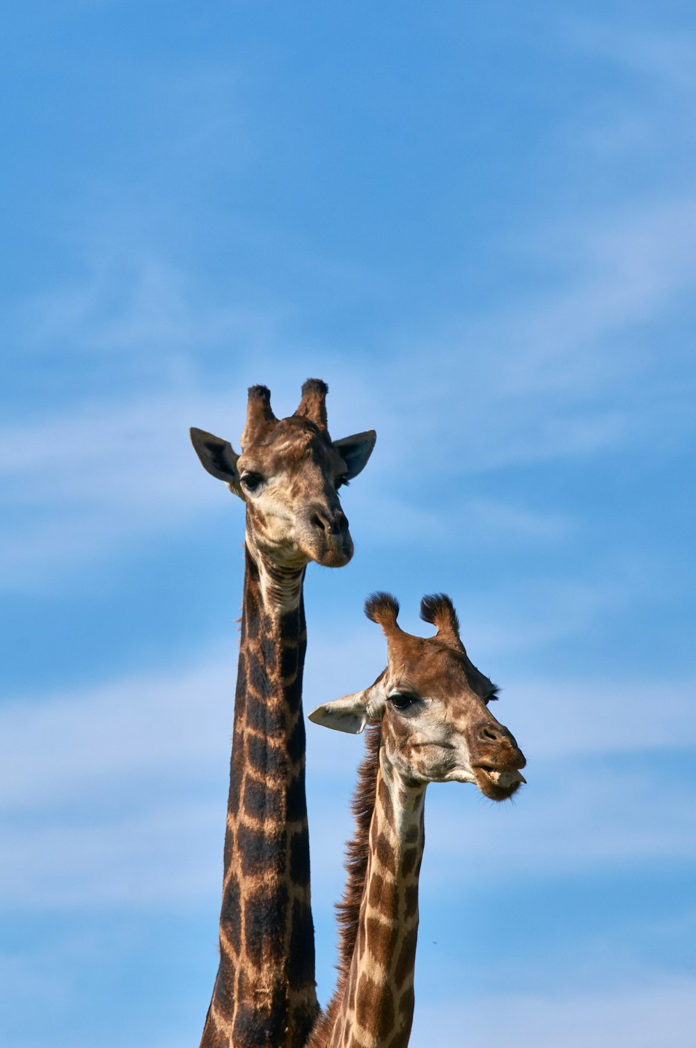zwei braune Giraffen