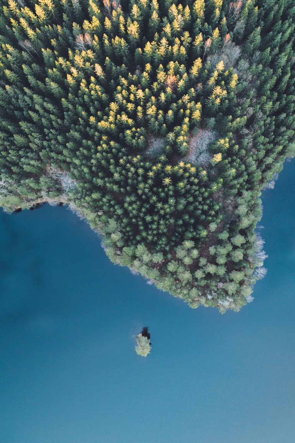 bird eye view photography of green trees beside body of water