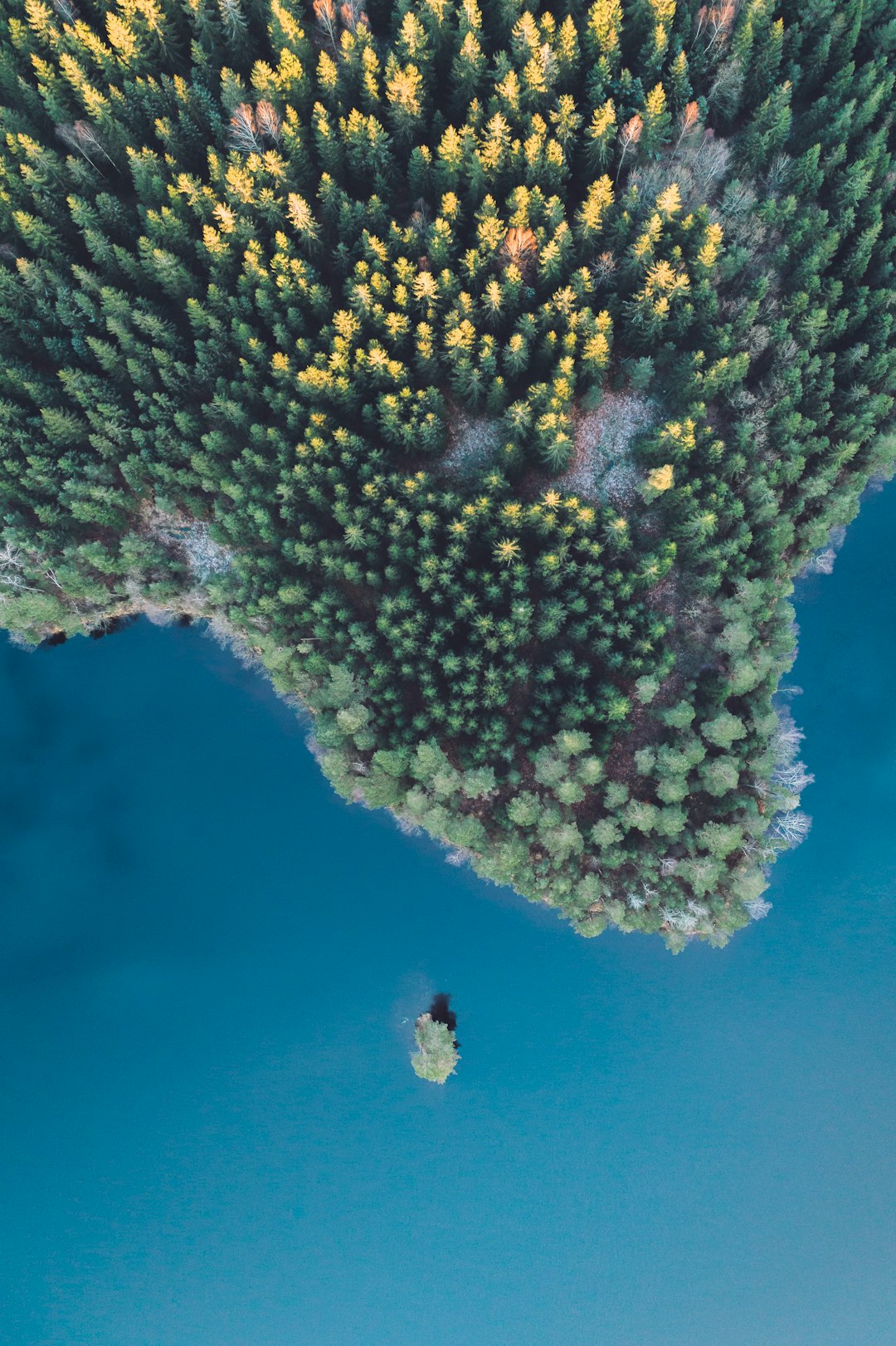 bird eye view photography of green trees beside body of water