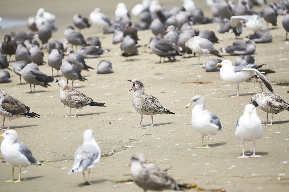 flock of bird