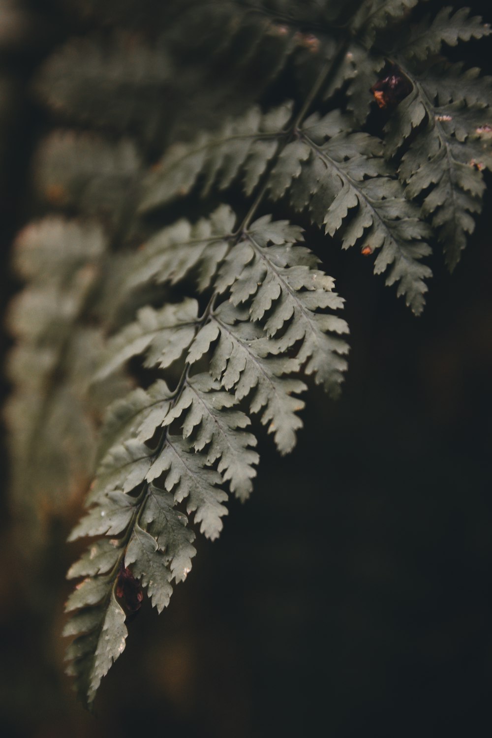 Photographie sélective de la feuille verte