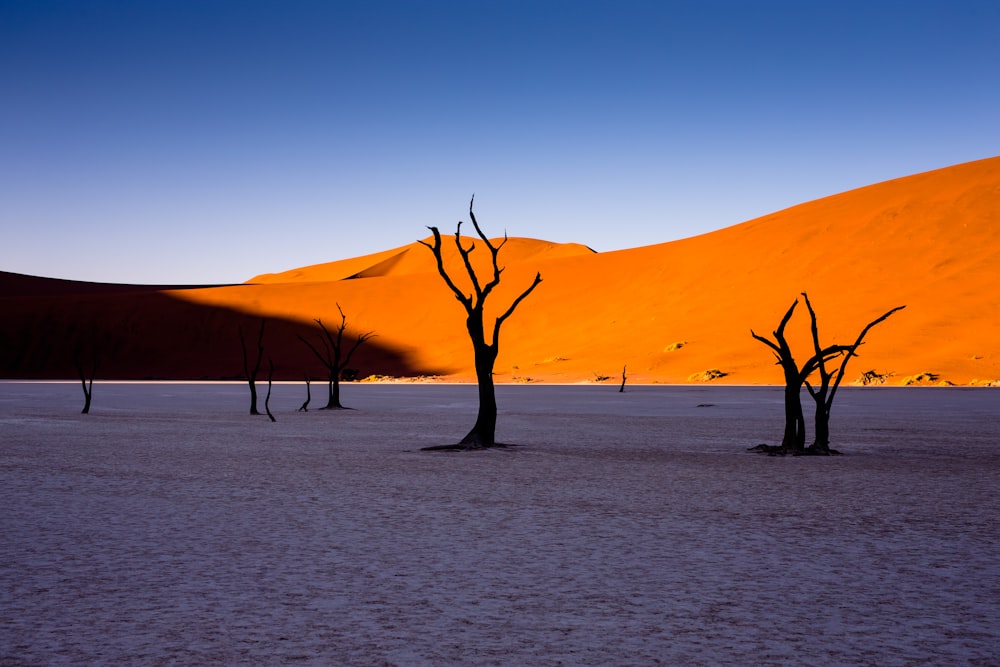 昼間の青空の下、砂漠の裸木