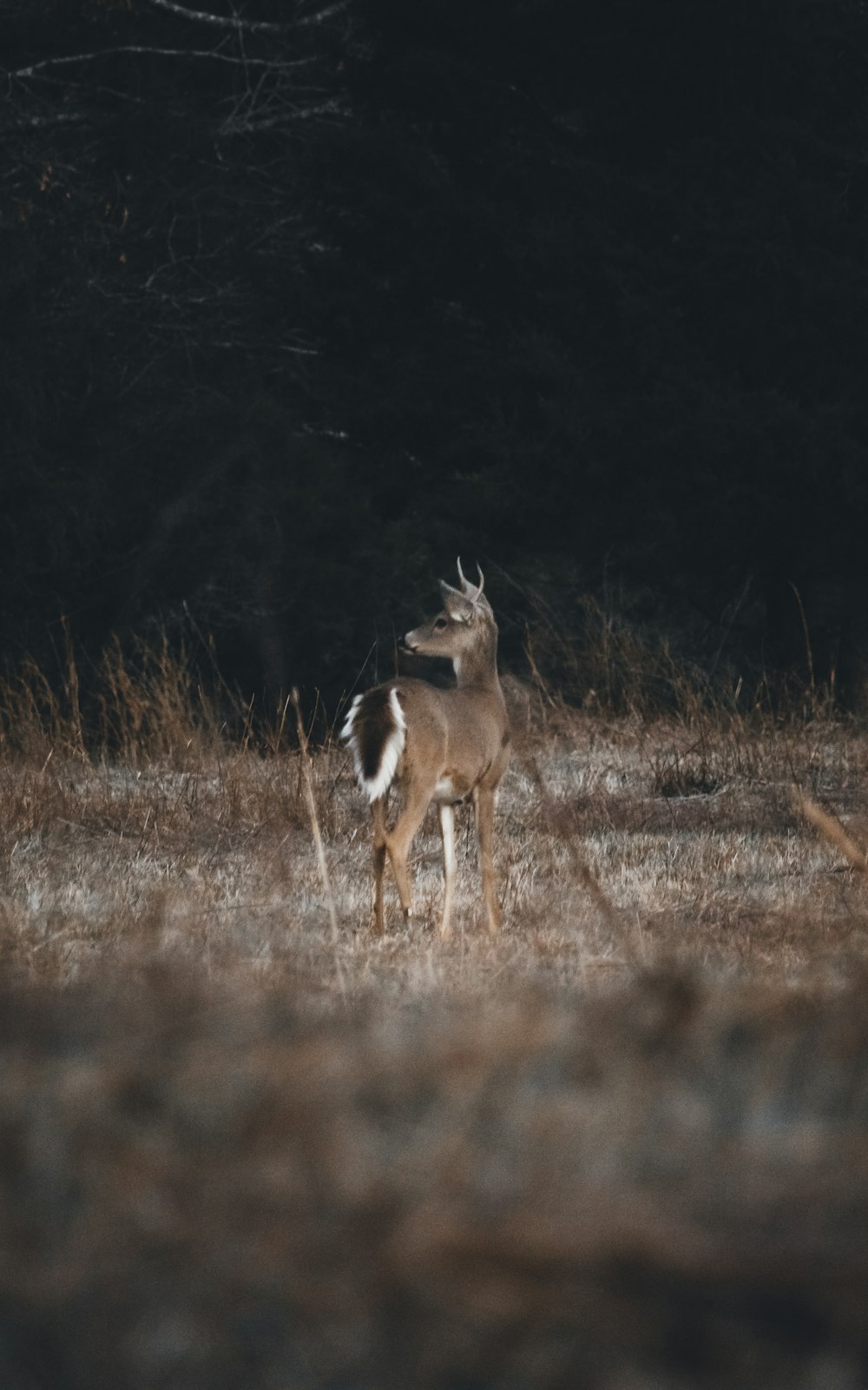 fotografia de foco raso de veados