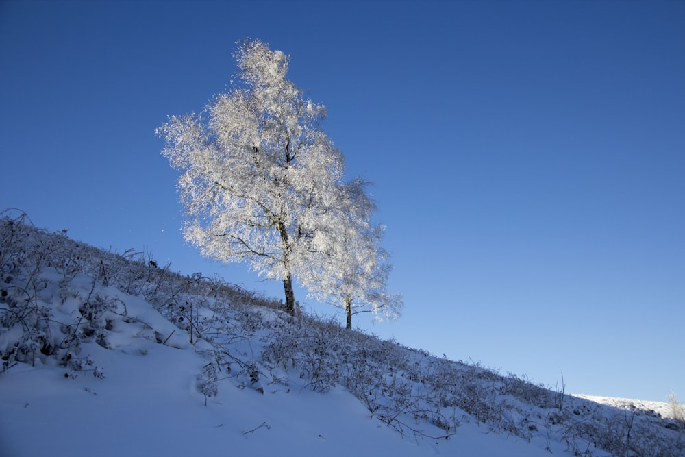 arbre couvert de neige