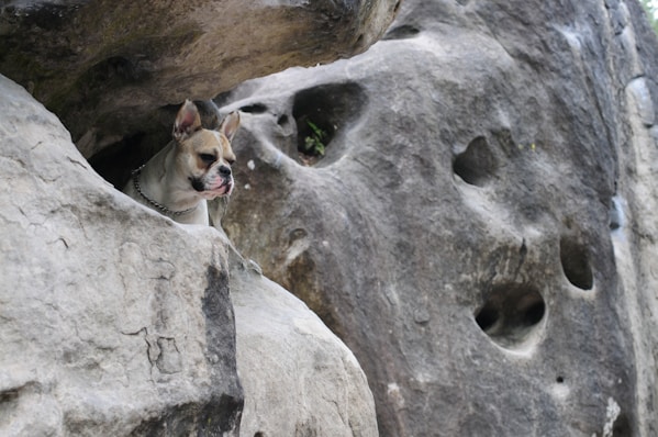Frenchie Bulldog Frances jugando en las rocas