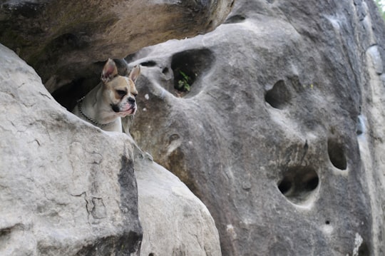 brown dog on rock in Fontainebleau France