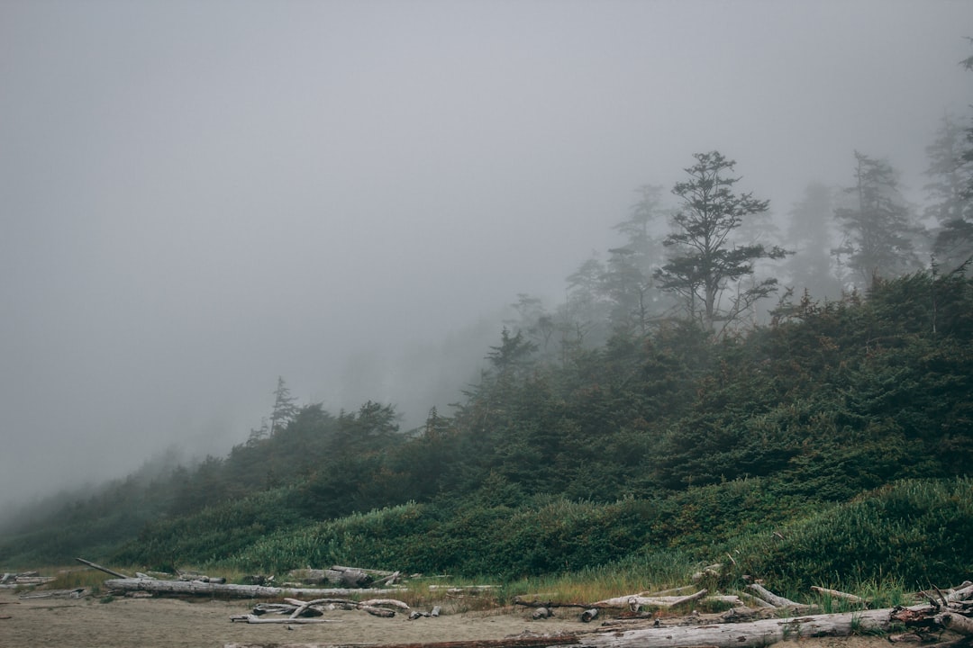 green trees covered with fog