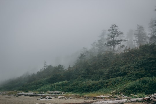 green trees covered with fog in Tofino Canada