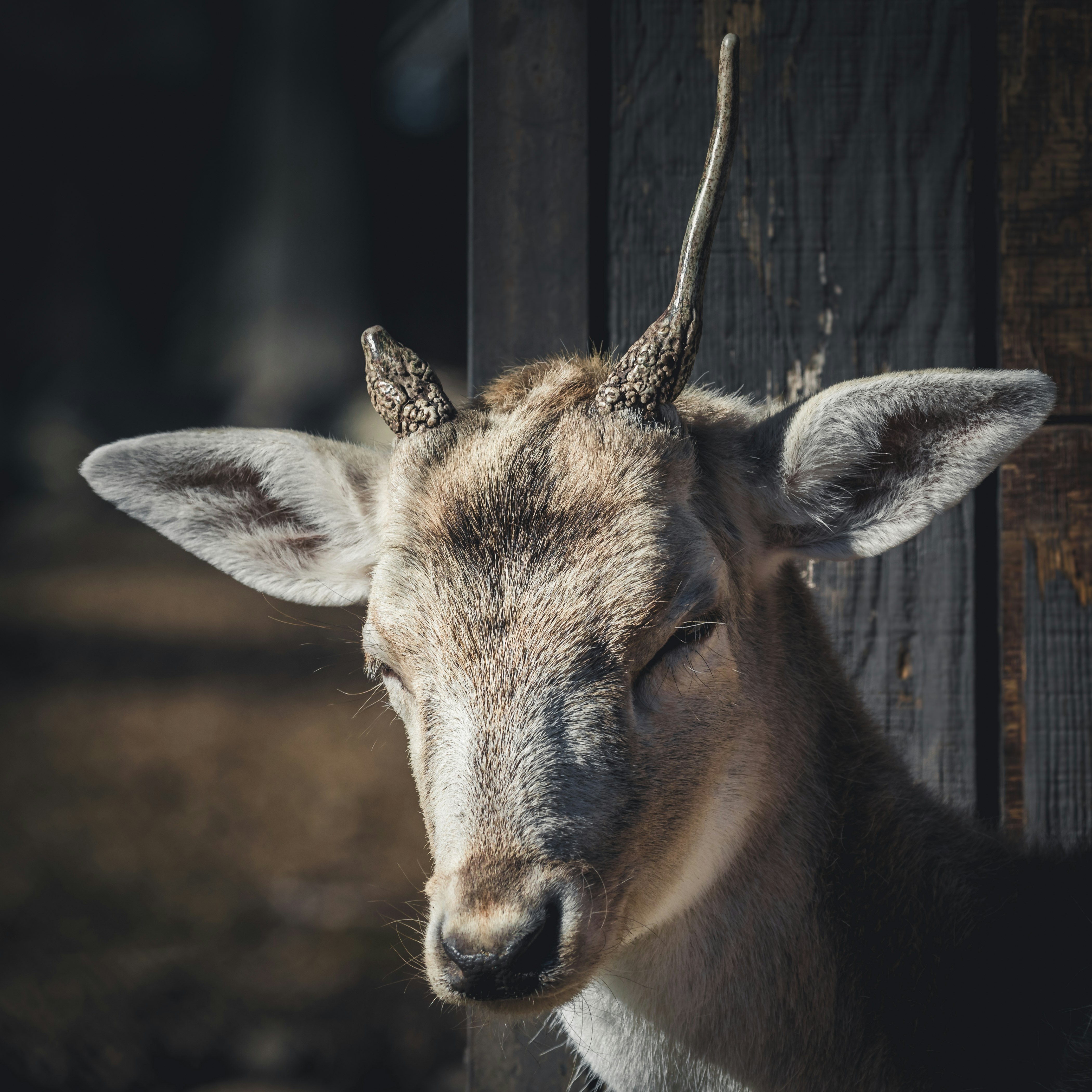 selective focus photography of brown deer standing beside gray wooden wall