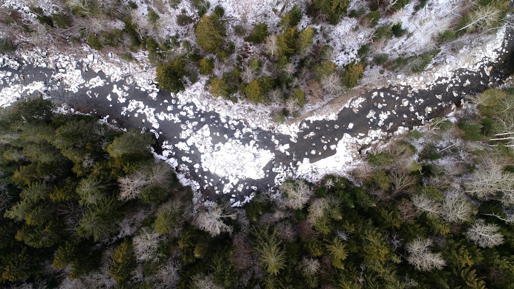 aerial photography of a river between the forest