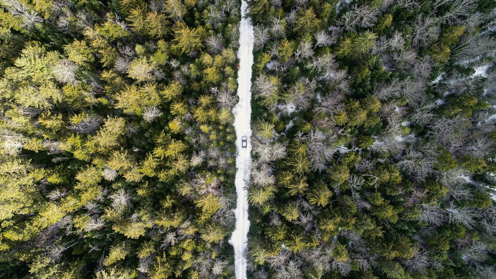 aerial view photography of vehicle on roadway between green leaf trees