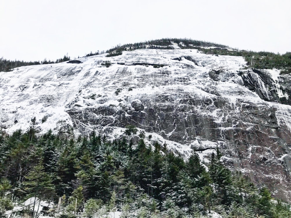 arbres verts à côté de la montagne