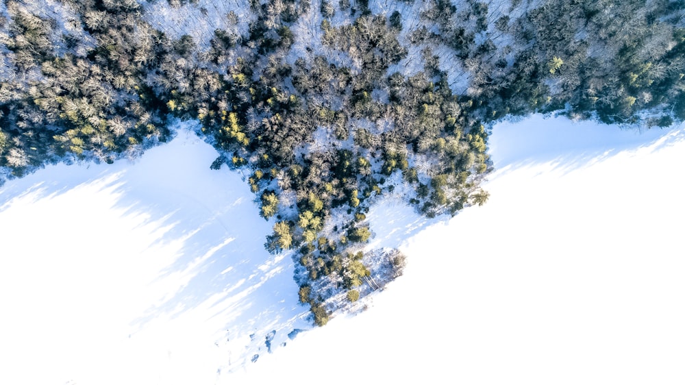 Fotografia a volo d'uccello della pianura innevata e degli alberi