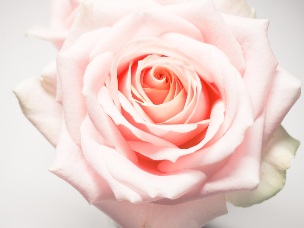 Photographie en gros plan de fleur de rose rose