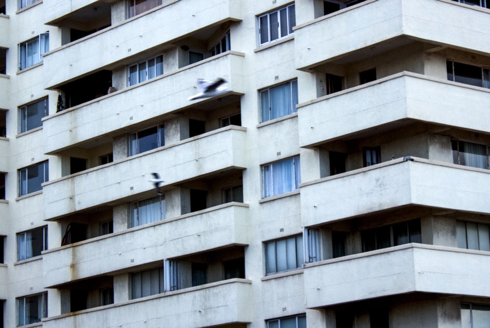 photo of white and blue bird taking flight near concrete building during daytime