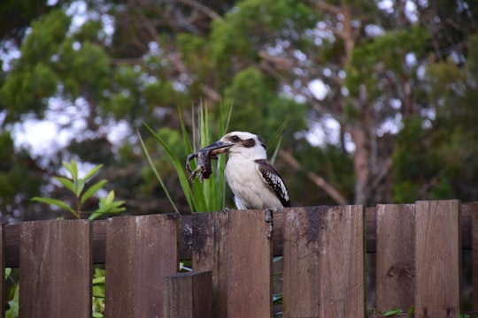 photo of Marcus Beach Nature reserve near Noosa National Park