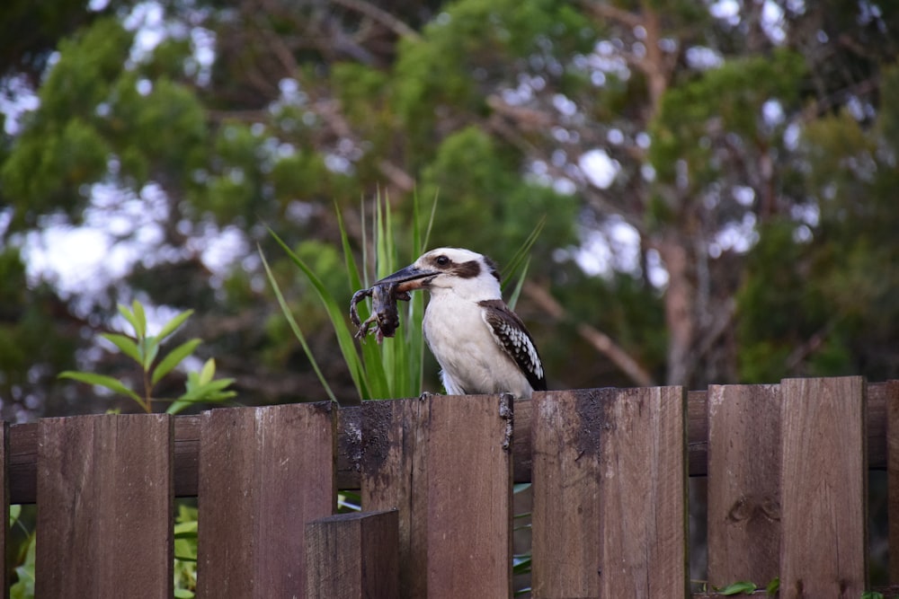 bird resting on fence carrying food
