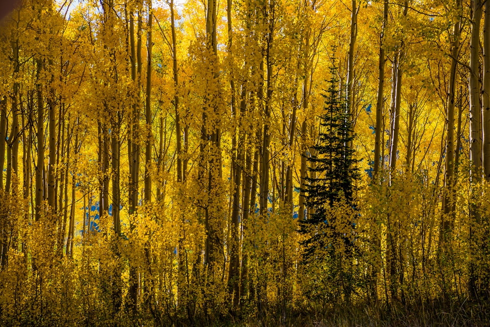 yellow forest during daytime
