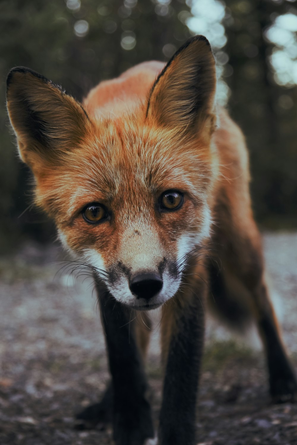 fotografia a fuoco selettiva di volpe arancione