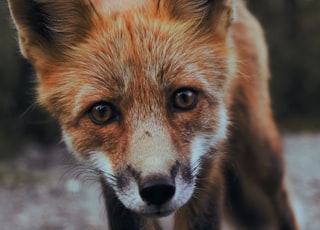 selective focus photography of orange fox