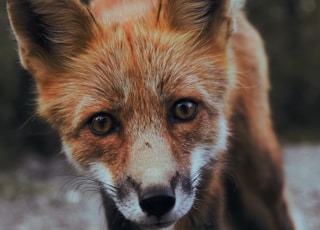 selective focus photography of orange fox