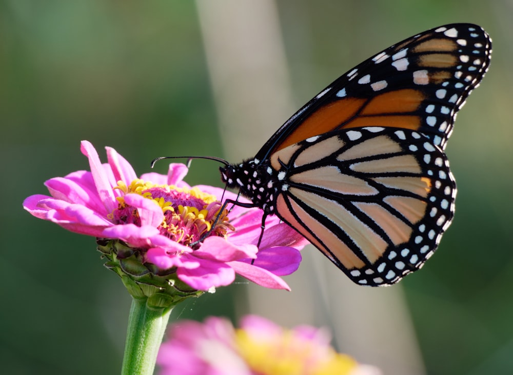 selective focus photo og monarch butterfly