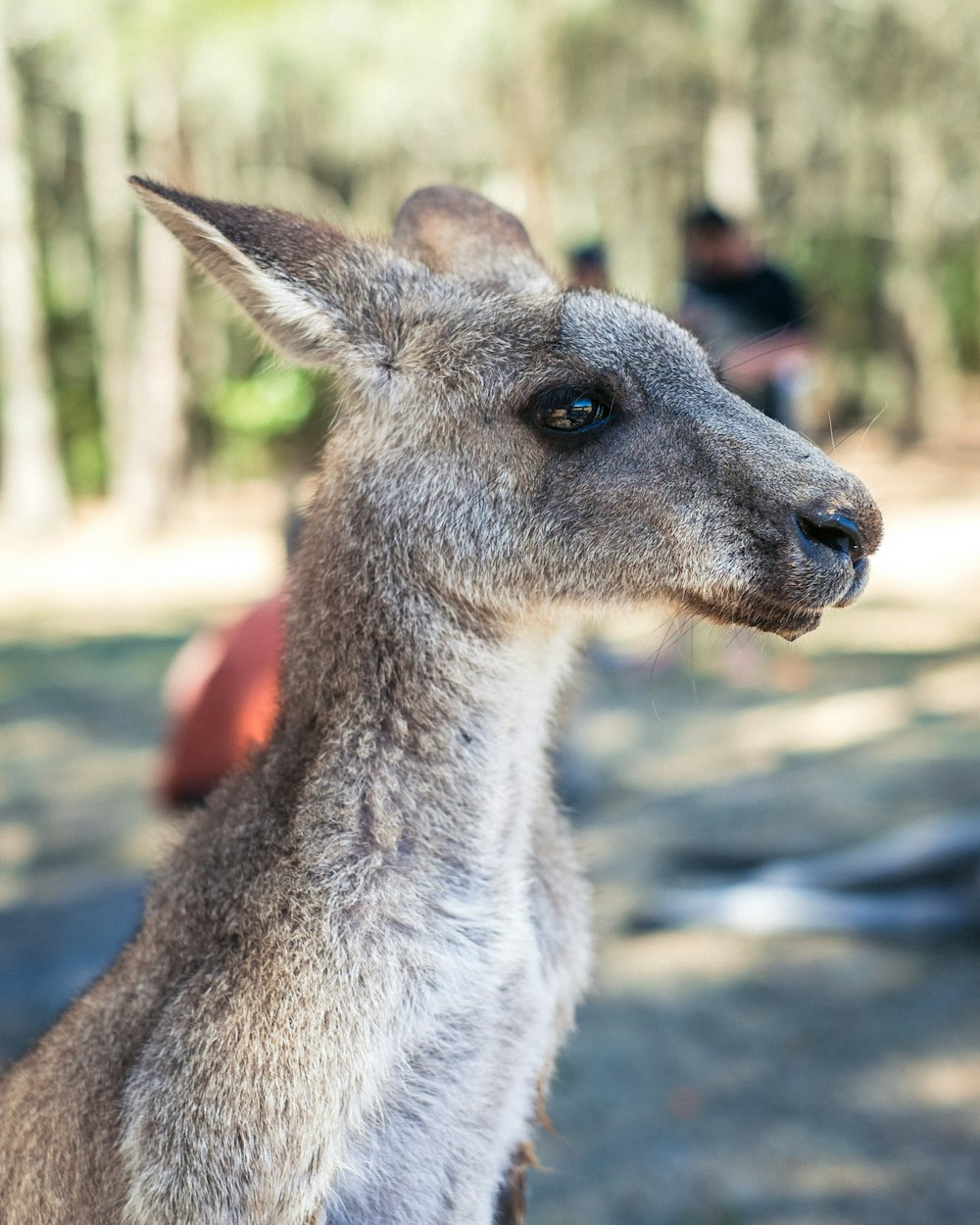 closeup photo of gray kangaroo