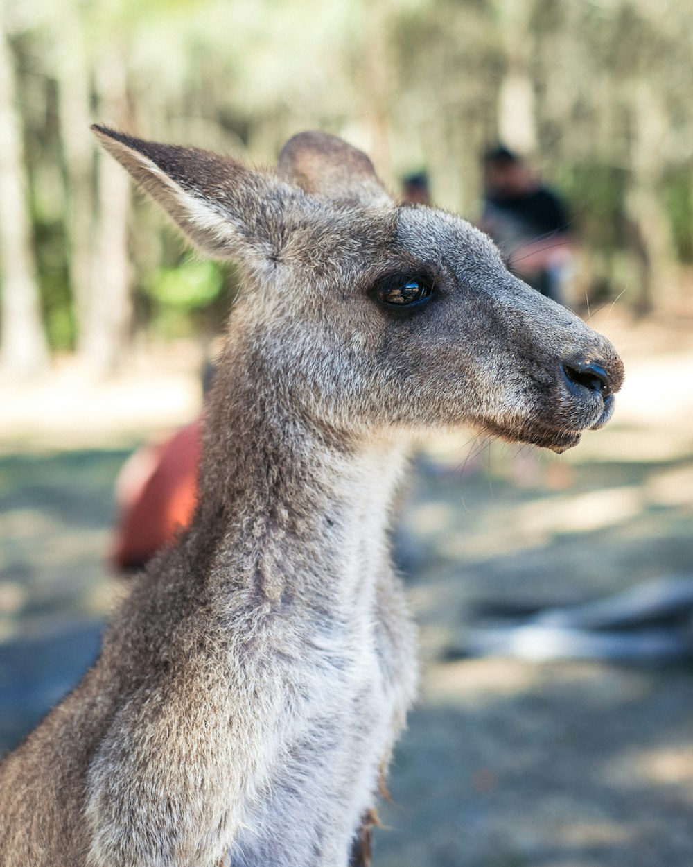 灰色のカンガルーのクローズアップ写真