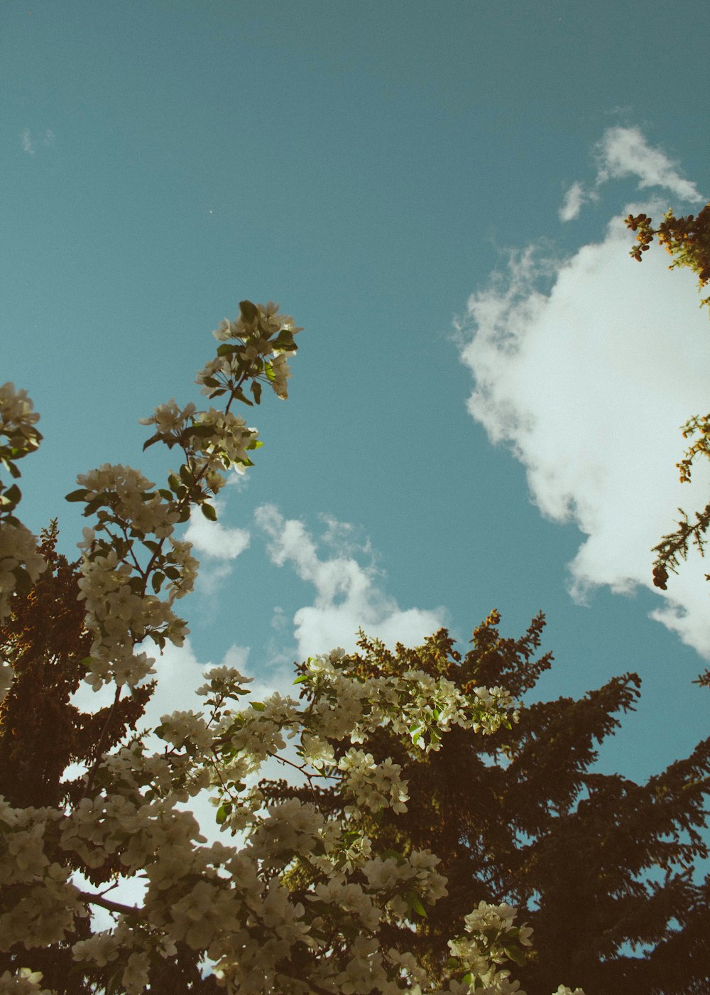 low angle photography of green tree and sky