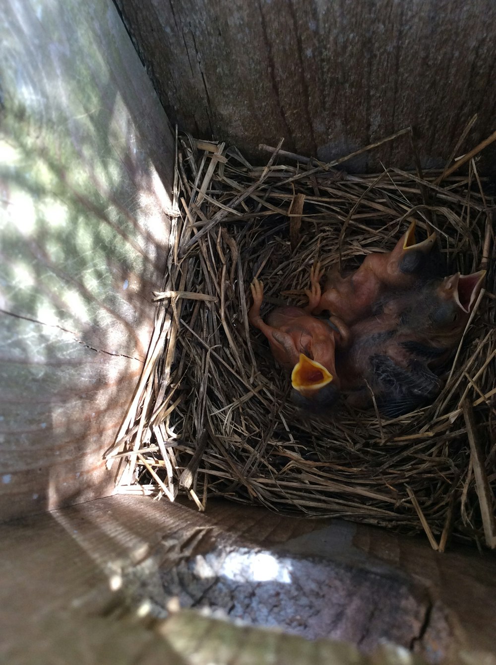 photo of baby birds on nest