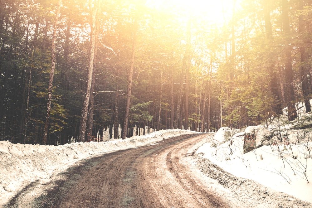 route vide avec des arbres pendant les heures dorées