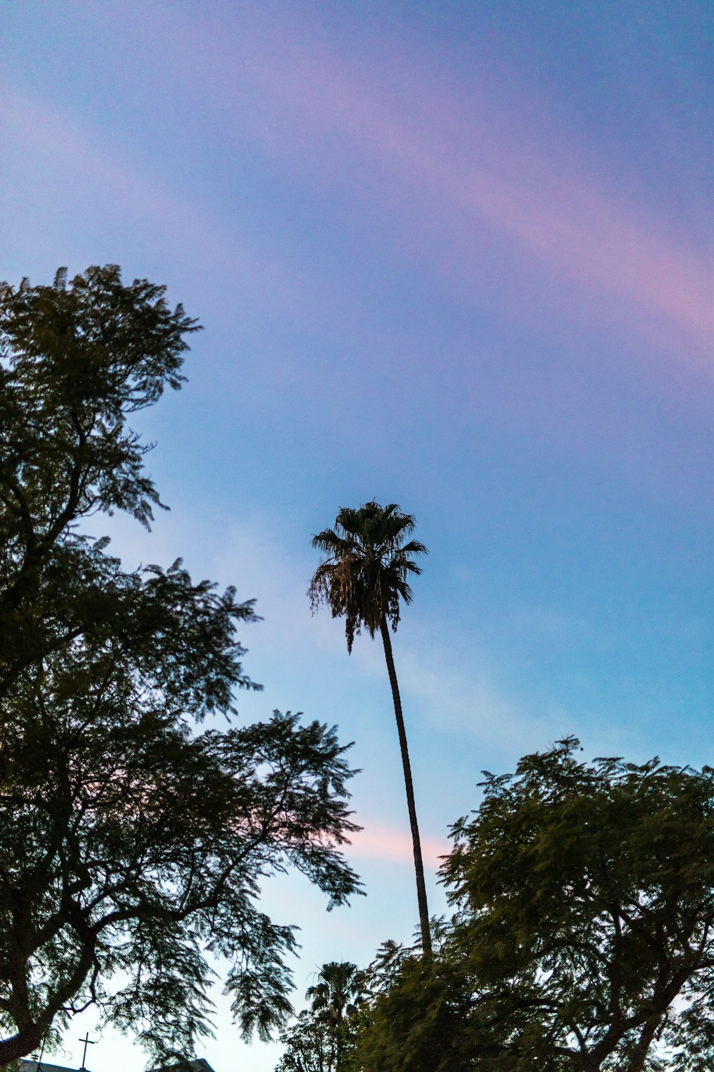 silhouette of trees and coconut tree