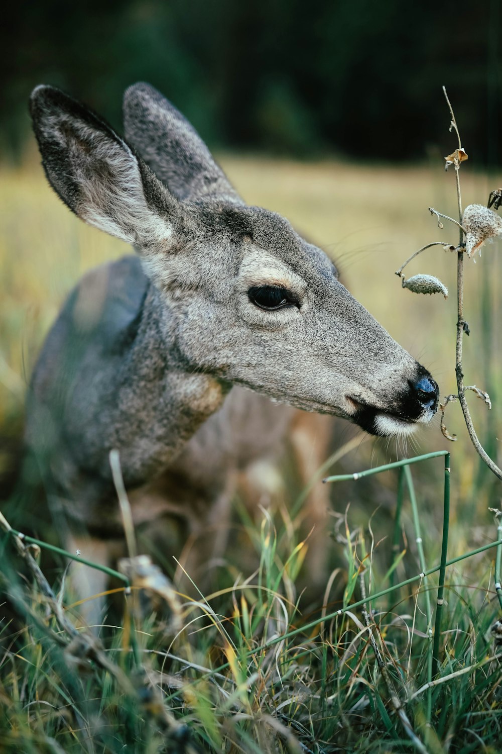 gray and black animal standing beside green grass at daytime