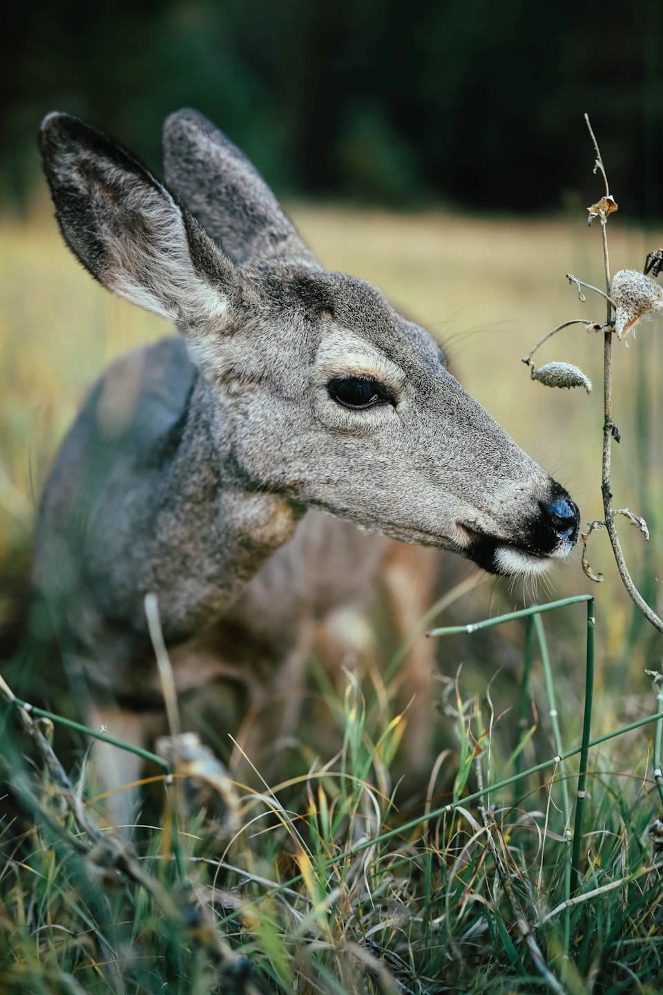 The image depicts a deer with its head tilted to one side, sniffing a plant in a field. The deer is facing towards the left side of the frame and appears to be grazing on the grass. The background consists of tall grasses and trees, creating a natural setting for the deer's habitat.