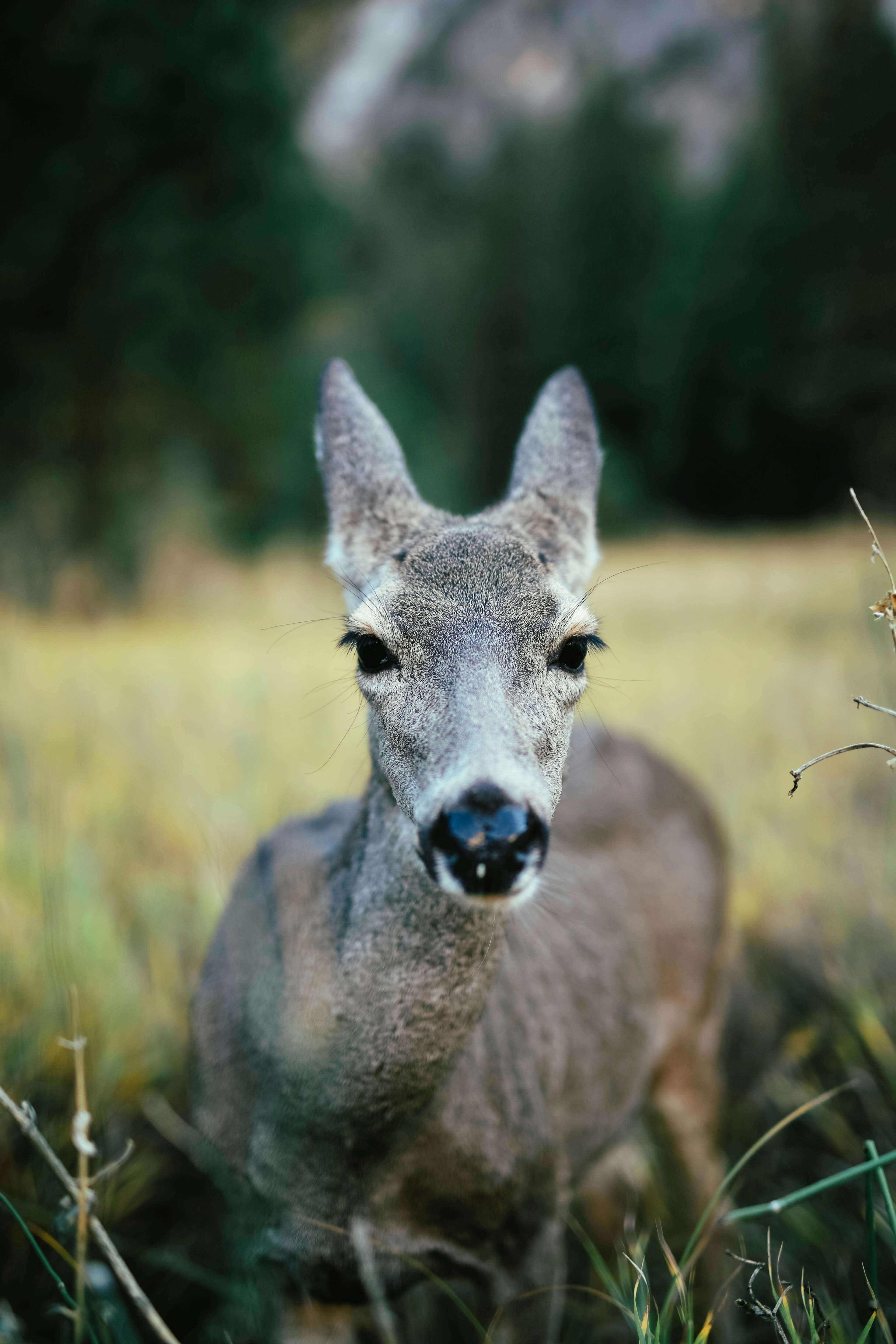 gray deer standing on grassland during daytime selective focus