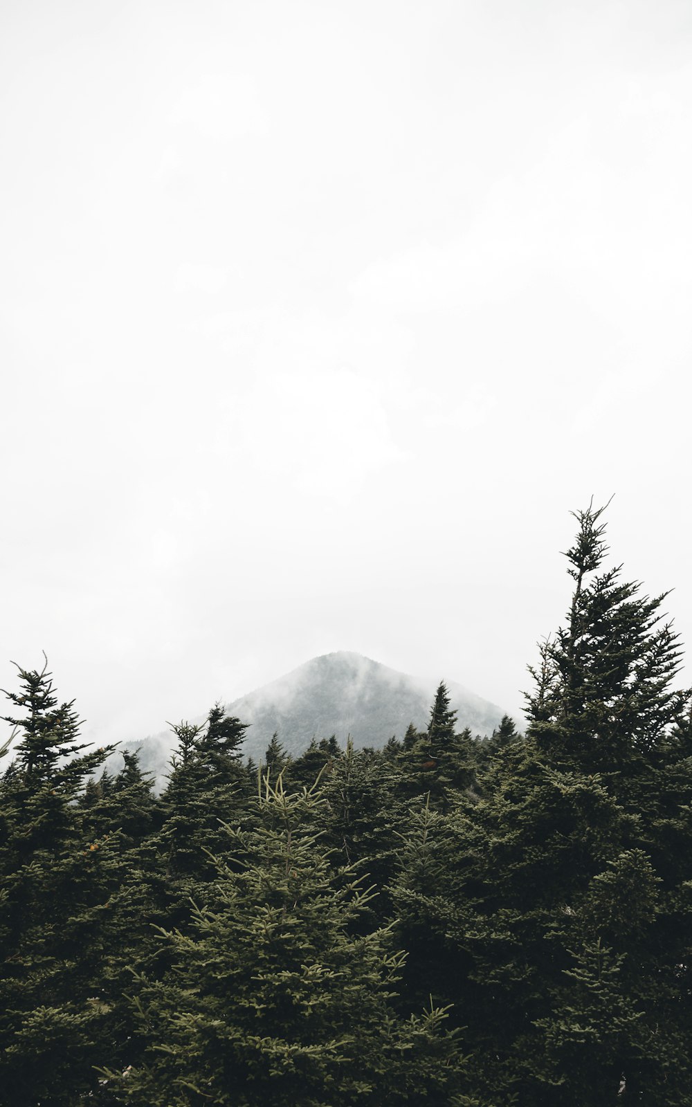 green pine trees near mountain with fogs