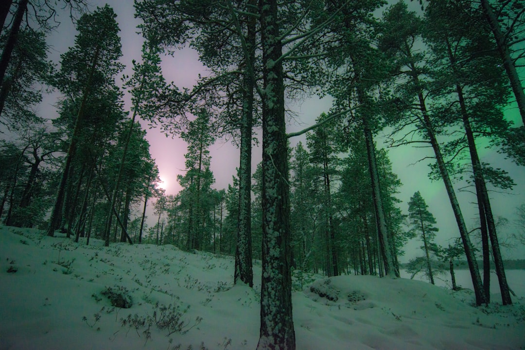 travelers stories about Forest in Nellim, Finland